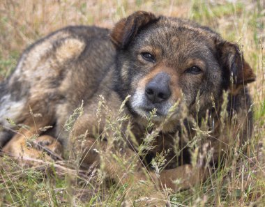 Çimenlerde yatan üzgün, terk edilmiş bir köpeğin portresi..