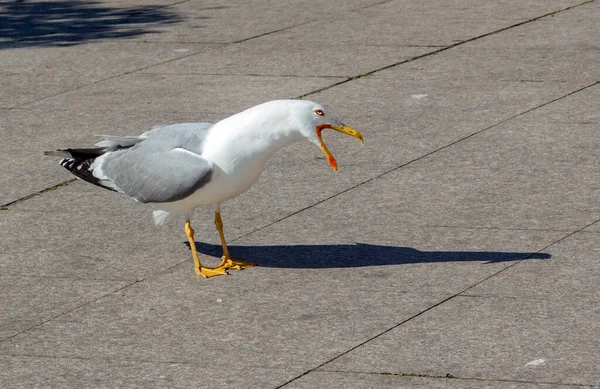 Uma Gaivota Com Bico Aberto Sua Sombra Calçada — Fotografia de Stock