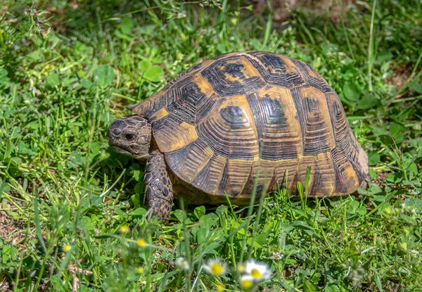 Une Tortue Entre Herbe Verte Camomille Trèfle Gros Plan — Photo