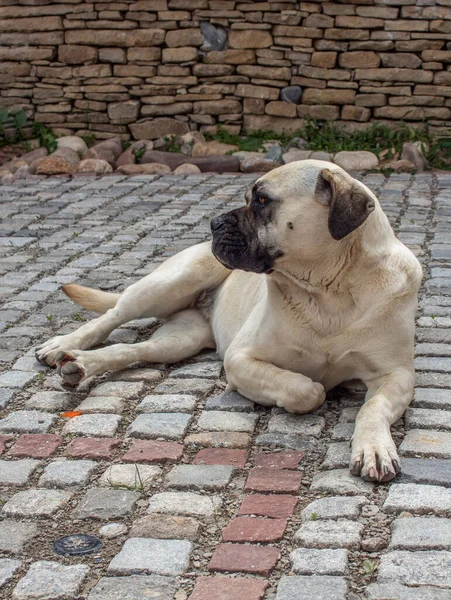 Portret Van Een Cane Corso Hond Liggend Kasseien — Stockfoto