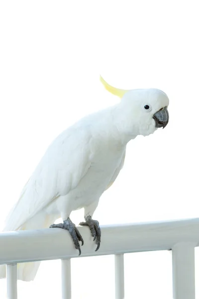 Sulphur crested cockatoo on a balcony railing — Stock Photo, Image