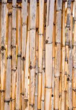 kurutulmuş bambu direkleri arka plan