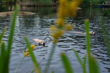 bir baraj veya göl yüzme köpekler