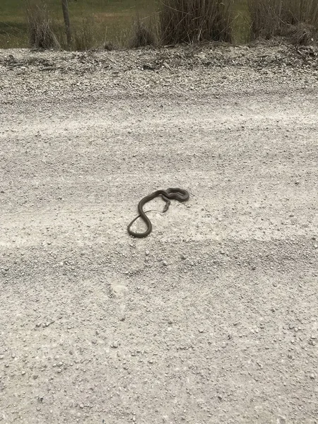 Serpent brun mortel sur la route, vivant — Photo