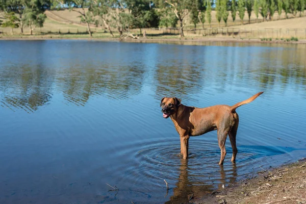 Perro feliz, mojado y fangoso en la presa — Foto de Stock