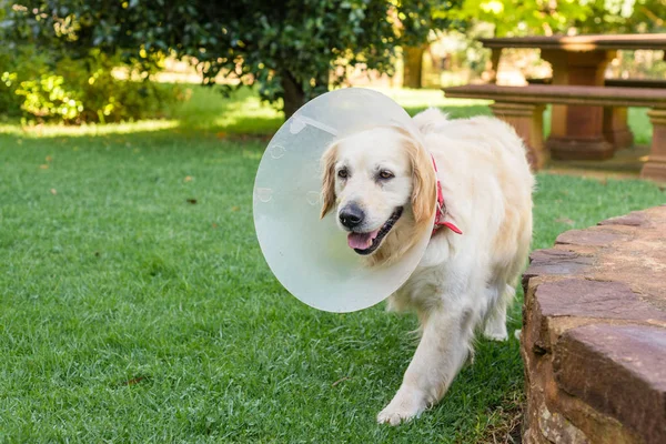 Hond met Elizabethaanse kraag — Stockfoto