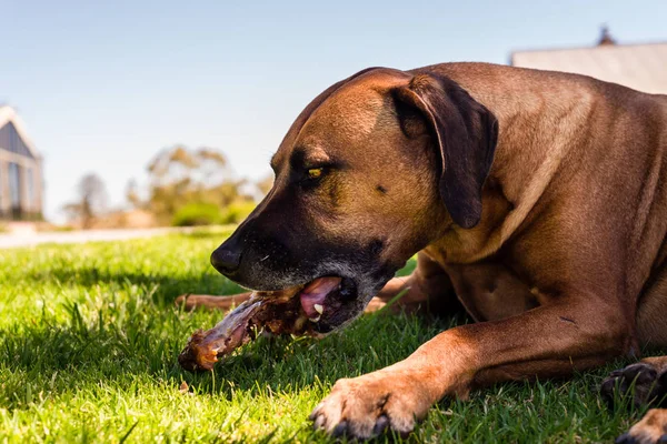 Hond het eten van een bot op het gazon Stockfoto