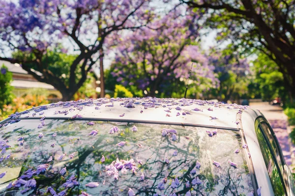 Techo de coche cubierto de flores de jacaranda caídas —  Fotos de Stock
