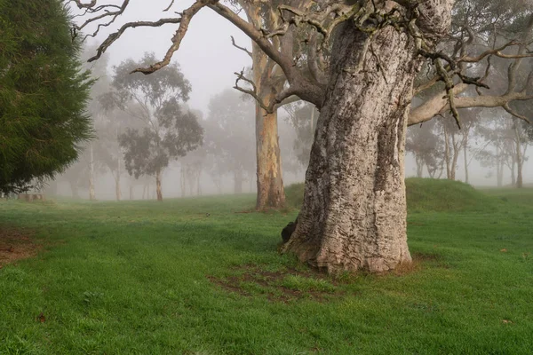 Grandes árboles viejos en un paddock en una mañana brumosa — Foto de Stock