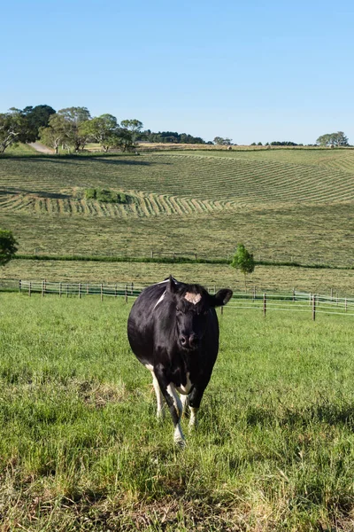 Vaca lechera friesia en un campo verde —  Fotos de Stock