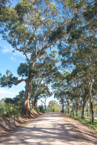 Camino rural en australia rural, con altos y viejos árboles de goma — Foto de Stock