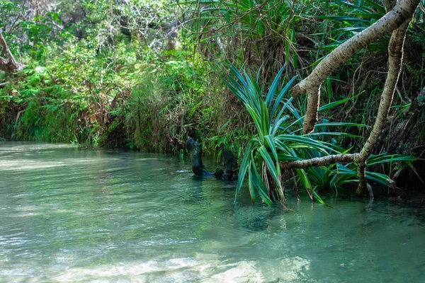 Sötvatten bäck, Eli Creek, Fraser Island Stockbild