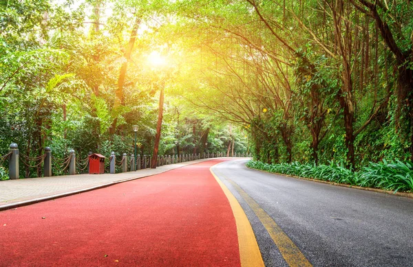 Lush Tropical Trees Beautiful Red Pedestrian Trails — Stock Photo, Image