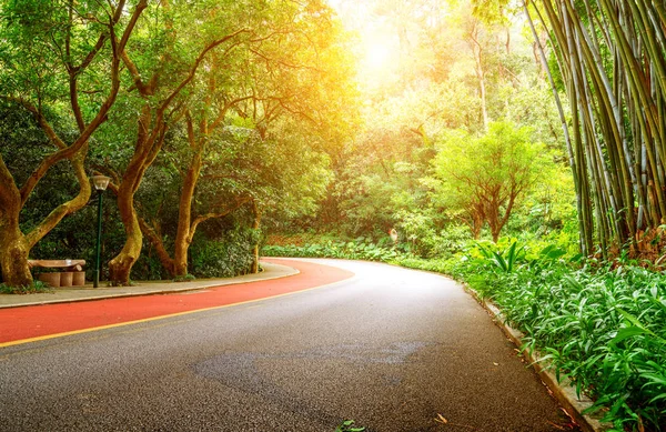 Yemyeşil Tropikal Ağaçlar Arasında Orada Güzel Kırmızı Yaya Parkurları — Stok fotoğraf