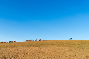 atlar ve çobanları sürüsü sonbahar çayır üzerinde