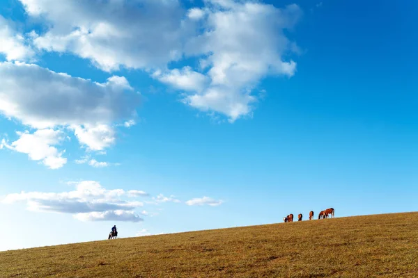 Een Kudde Paarden Herders Herfst Weide — Stockfoto
