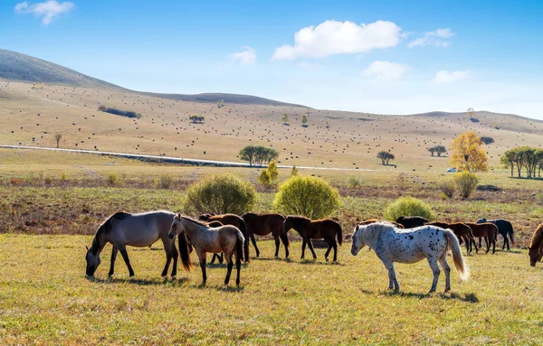 Una Mandria Cavalli Sul Prato Autunnale — Foto Stock