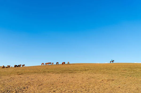 atlar ve çobanları sürüsü sonbahar çayır üzerinde