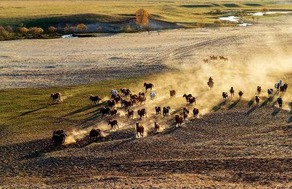 Troupeau Chevaux Courir Rapidement Dans Poussière Désert Contre Coucher Soleil — Photo