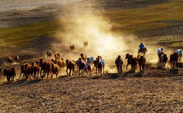 Manada Caballos Corre Rápido Polvo Del Desierto Contra Cielo Dramático — Foto de Stock