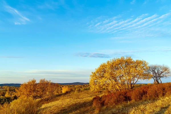 Otlak ve huş ağacı orman, Inner Mongolia, China.