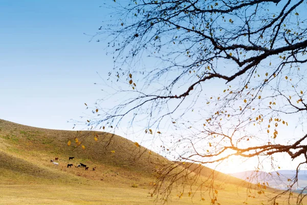 Las Montañas Los Caballos Pradera Paisaje Atardecer —  Fotos de Stock