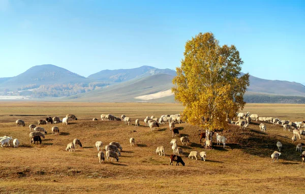 Gregge Sulle Praterie Mongolia Interna Cina — Foto Stock