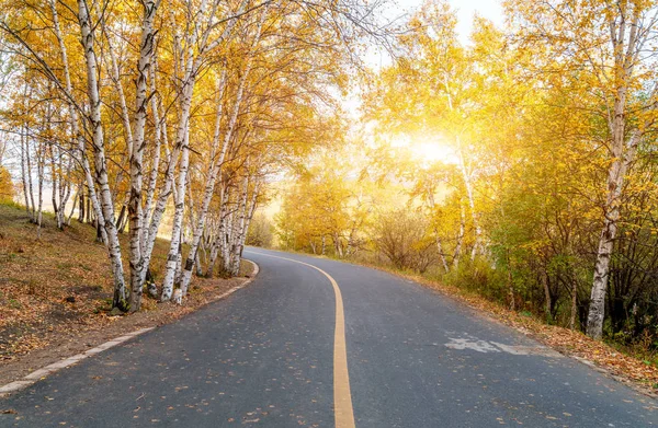 Empty Road Leading Fall Foliage Forest Autumn — Stock Photo, Image