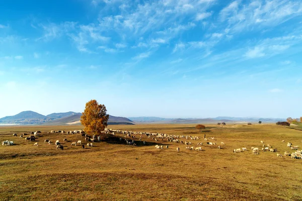 Stada Użytkach Zielonych Inner Mongolia Chiny — Zdjęcie stockowe