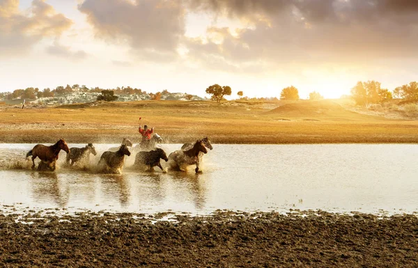 Beaucoup Chevaux Couraient Dans Eau — Photo