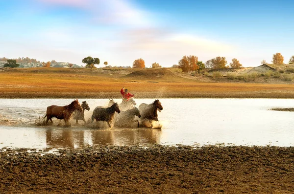 Muchos Caballos Corrían Agua — Foto de Stock