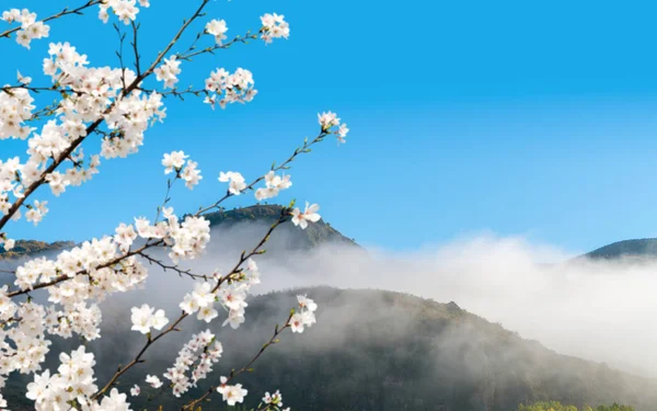 Bergen Wolken Kersenbloesem Het Vormt Een Mooie Foto — Stockfoto