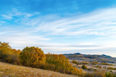 Otlak ve huş ağacı orman, Inner Mongolia, China.