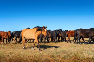 Sonbahar otlağında bir at sürüsü