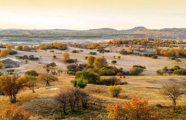 Otlak Huş Ağacı Orman Inner Mongolia China — Stok fotoğraf