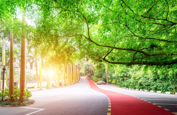 緑豊かな熱帯の木々 の中では 美しい赤い歩行者道です ストック画像