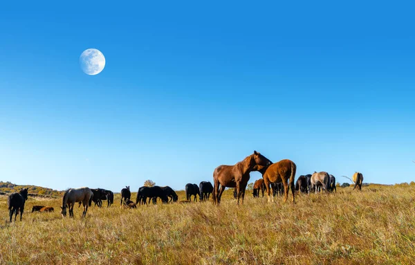 Chevaux dans la prairie — Photo