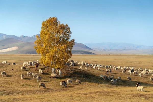 Beautiful grassland and flock — Stock Photo, Image