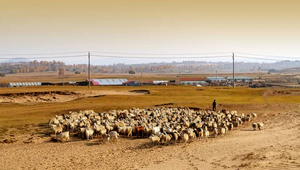 Vacker gräsmark och Flock — Stockfoto