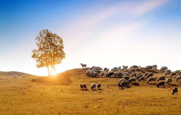 Vacker gräsmark och Flock — Stockfoto