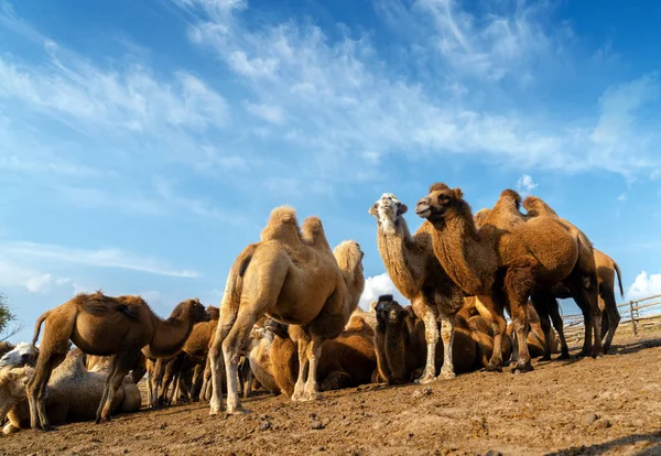 Un groupe de chameaux — Photo