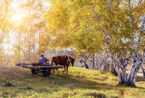 Carruagem de cavalo na pradaria — Fotografia de Stock