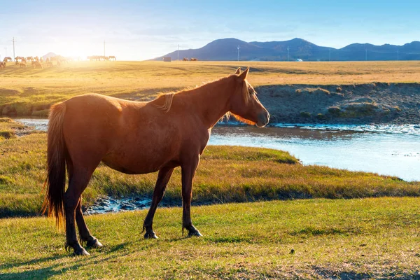 Chevaux dans la prairie — Photo