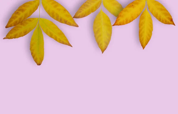 Composizione Autunnale Telaio Realizzato Con Foglie Autunnali Sfondo Rosa Layout — Foto Stock