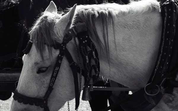 Caballo Blanco Negro Arnés Con Carro Carruaje Caballo —  Fotos de Stock