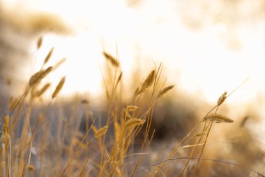 Güneşte sivri uçlar. Altın buğday kulakları