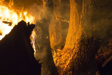Orman yangını. Düşmüş ağaç, makro çekim yerle bir.