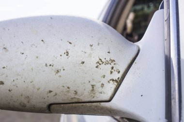 Çarpışan araba kaza böcek. Sivrisinek ve araç ön gnats ezmek