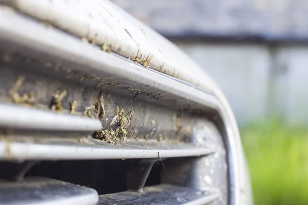 Insetto Schiantato Sul Paraurti Dell Auto Schiacciare Zanzare Zanzare Nella — Foto Stock