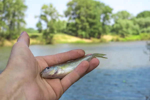 Peixe Nas Mãos Pescador Fundo Embaçado Rio Uma Fiação Com — Fotografia de Stock